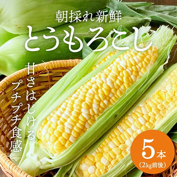 とうもろこし 朝どれ 5本 約2kg 冷蔵 クール便 とうもろこし 季節の野菜 旬の野菜 新鮮 トウモロコシ 農家直送 夏野菜 野菜