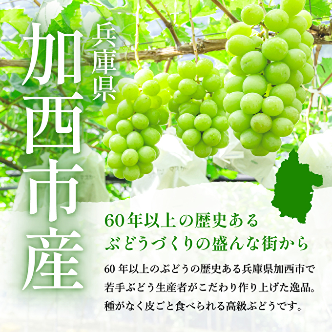 【令和8年産】シャインマスカット 2房 セット 約1.2～1.5kg ぶどう 葡萄 ブドウ マスカット 種なし 高級ぶどう フルーツ 果物 くだもの 季節のフルーツ 旬のフルーツ