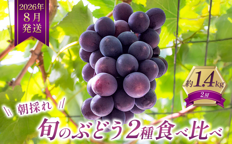 8月発送｜朝採れ旬のぶどう 2種 食べ比べセット 約1.4kg（2房） セット 詰め合わせ 産地直送 フルーツ 兵庫県 加西市