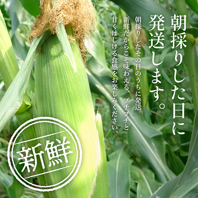 とうもろこし 朝どり 10本 4kg 前後 兵庫県産 よしよし畑 農家直送 朝どれ 野菜 新鮮 高糖度 キャンプ BBQ アウトドア 極甘 甘い 絶品 朝 採り 夏野菜 あまい 冷蔵配送