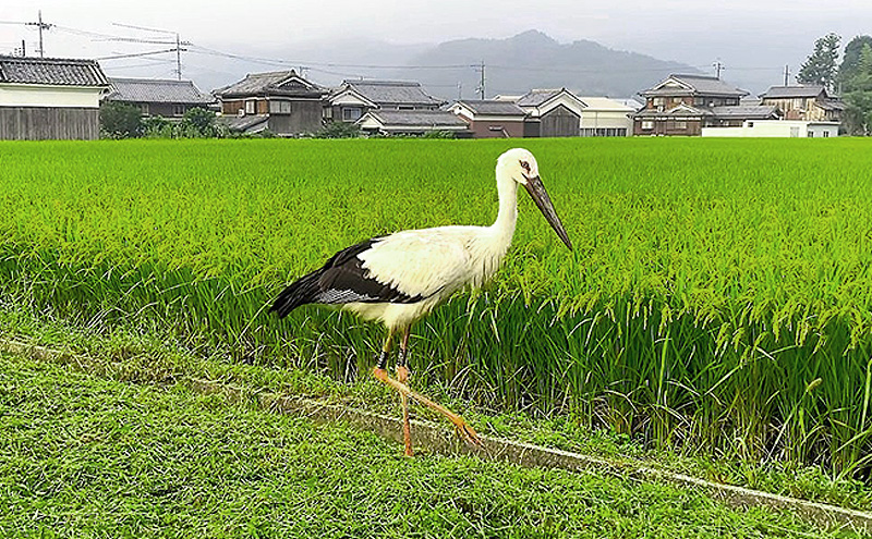 米 コウノトリ舞う田んぼで大自然が育てた"有無ファーム"こだわり米 5分づき 5kg お米 栽培期間中農薬・化学肥料不使用