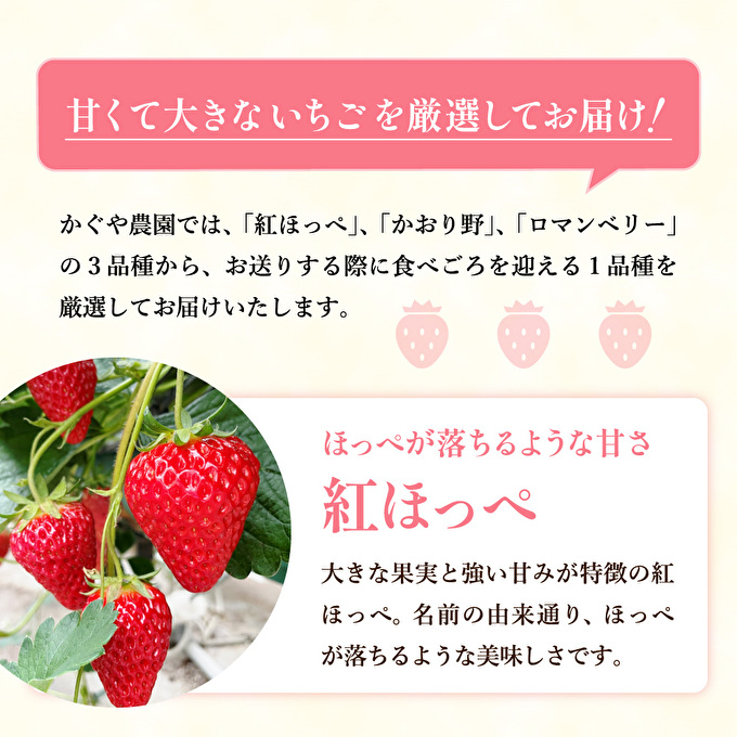 【令和8年産】 かぐや農園の極甘 いちご 大粒 15粒 果物 フルーツ 果実 高設栽培方式 紅ほっぺ かおり野 ロマンベリー お楽しみ
