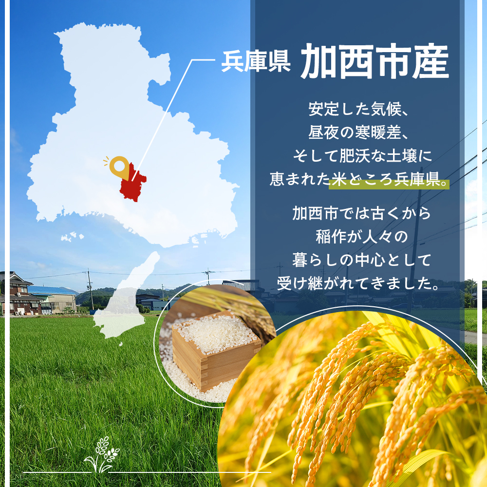 定期便 米 令和8年産 先行受付 しきゆたか 白米 5kg 3か月連続お届け お米 精米 単一原料米 お弁当 おにぎり 冷めても美味しい 農業支援 就労者支援 日用品