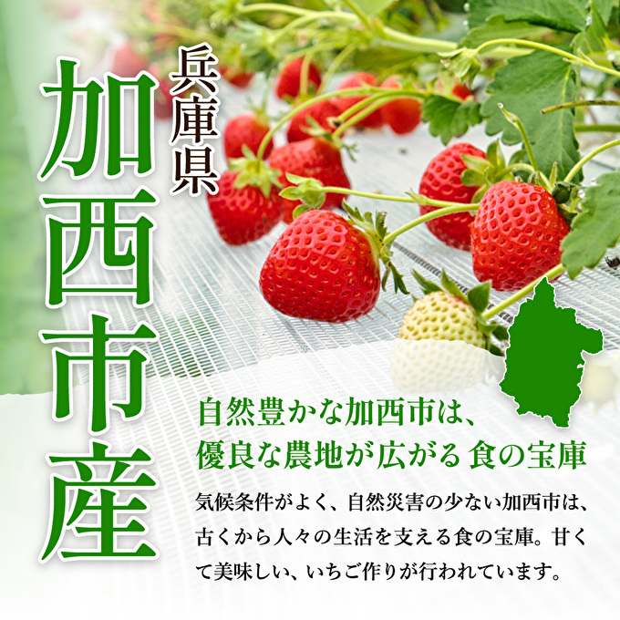 【令和8年産】 かぐや農園の極甘 いちご 大粒 15粒 果物 フルーツ 果実 高設栽培方式 紅ほっぺ かおり野 ロマンベリー お楽しみ