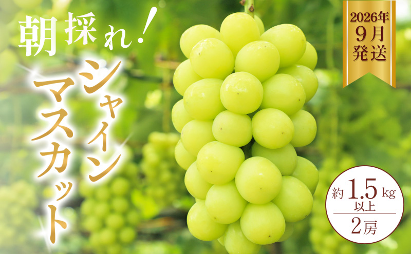 シャインマスカット 約1.5kg以上（2房）朝採れ ぶどう セット 詰め合わせ 産地直送 フルーツ 兵庫県 加西市