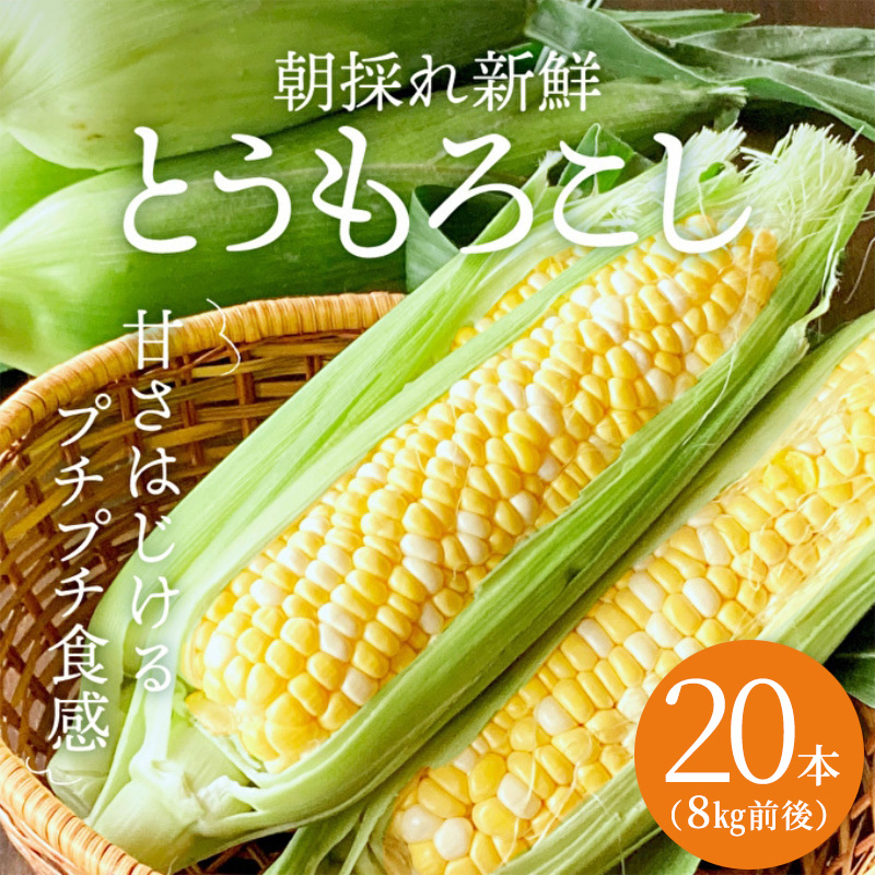 朝どり とうもろこし 20本 8kg 前後 2027年産 よしよし畑 農家直送 朝どれ 野菜 新鮮 高糖度 キャンプ BBQ アウトドア 極甘 甘い 絶品 朝 採り 夏野菜 あまい 冷蔵配送