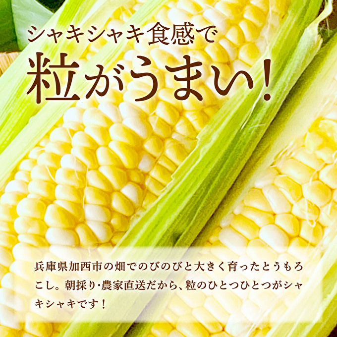 とうもろこし 朝どり 10本 4kg 前後 兵庫県産 よしよし畑 農家直送 朝どれ 野菜 新鮮 高糖度 キャンプ BBQ アウトドア 極甘 甘い 絶品 朝 採り 夏野菜 あまい 冷蔵配送