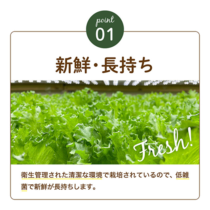 レタス ピュアリーフ 4個入り リーフレタス 栽培期間中 無農薬 新鮮 サラダ 最新植物工場レタス