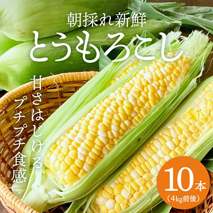 とうもろこし 朝どり 10本 4kg 前後 兵庫県産 よしよし畑 農家直送 朝どれ 野菜 新鮮 高糖度 キャンプ BBQ アウトドア 極甘 甘い 絶品 朝 採り 夏野菜 あまい 冷蔵配送