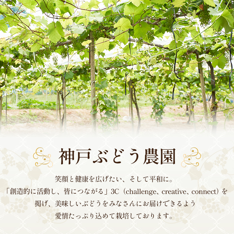 8月発送｜朝採れ旬のぶどう 2種 食べ比べセット 約1.4kg（2房） セット 詰め合わせ 産地直送 フルーツ 兵庫県 加西市