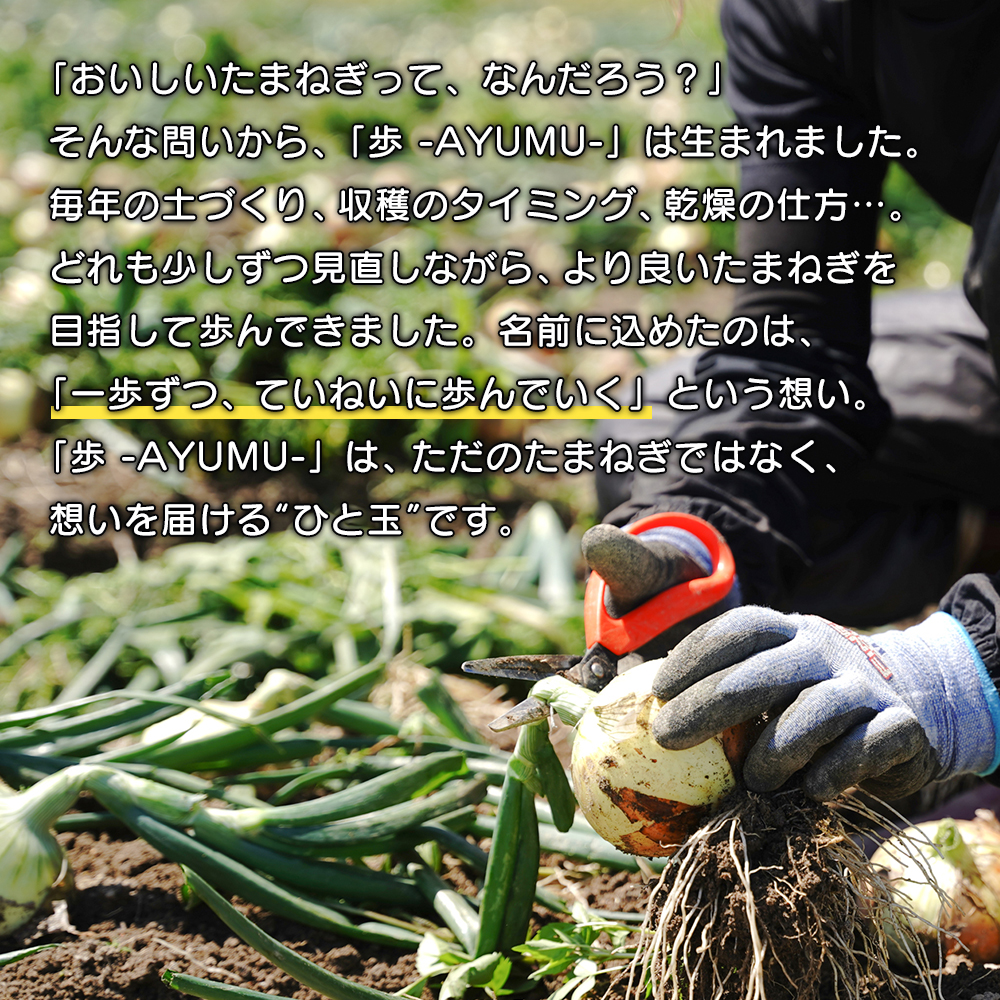 【玉ねぎ定期便12ヶ月】淡路島たまねぎ 歩-AYUMU- 2kg　玉ねぎ