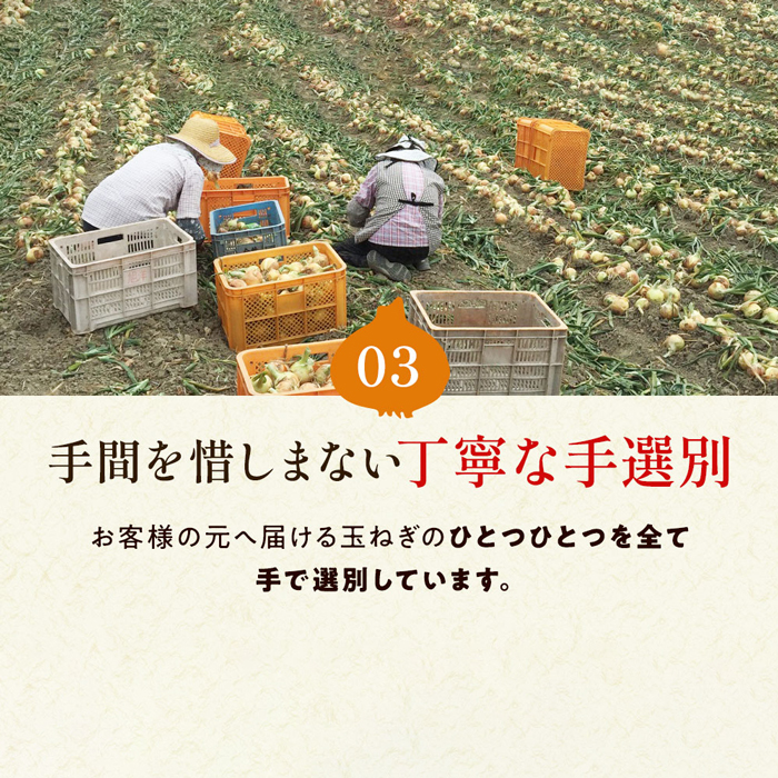 今井ファームの淡路島たまねぎ「かくし玉」20kg　玉ねぎ