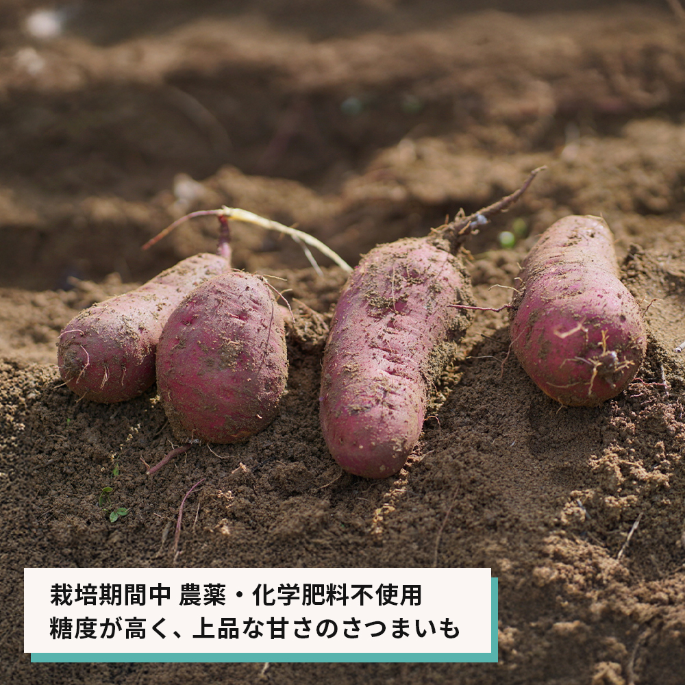 【産地直送】安納芋（淡路島産）土付き　約5kg　不揃い【栽培期間中、農薬・化学肥料不使用】さつまいも