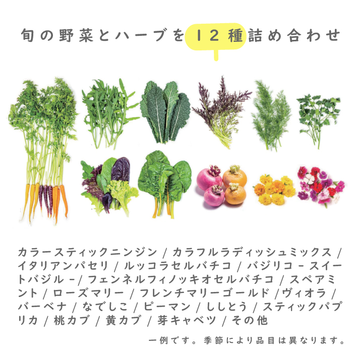 【定期便】彩り野菜と香るハーブセット 12回お届け　野菜