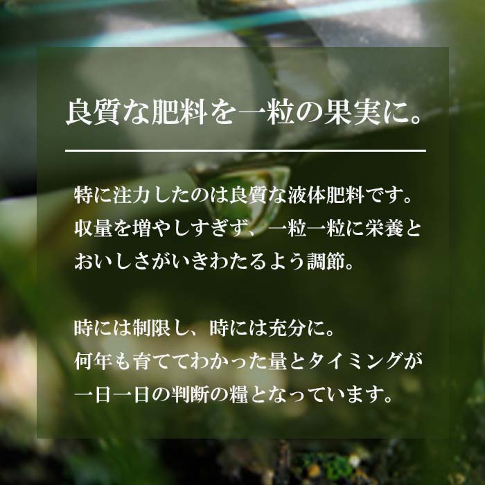 長畠高原苺園 朝採り大粒いちご【1月より順次出荷・お届け日指定不可】 いちご