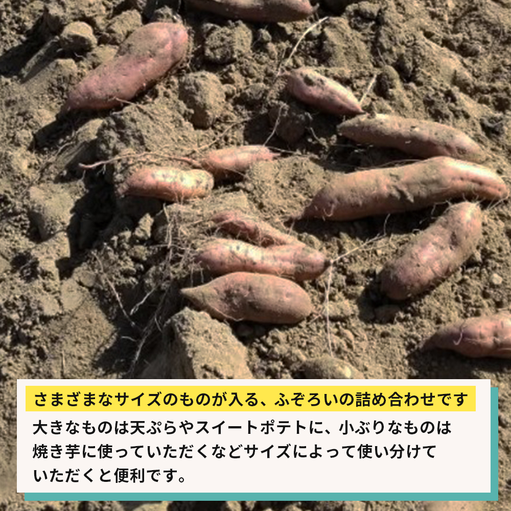 【産地直送】安納芋（淡路島産）土付き　約5kg　不揃い【栽培期間中、農薬・化学肥料不使用】さつまいも