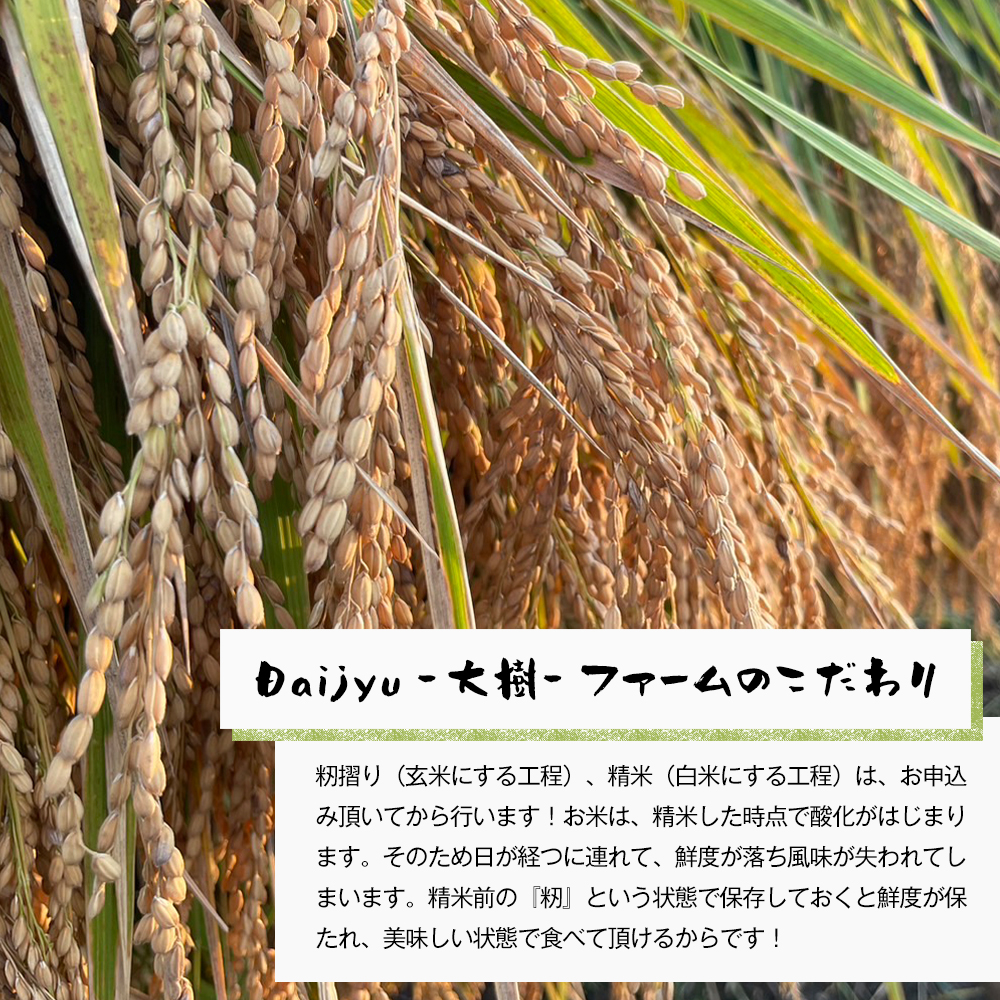 自然栽培　コシヒカリ（白米）　5kg