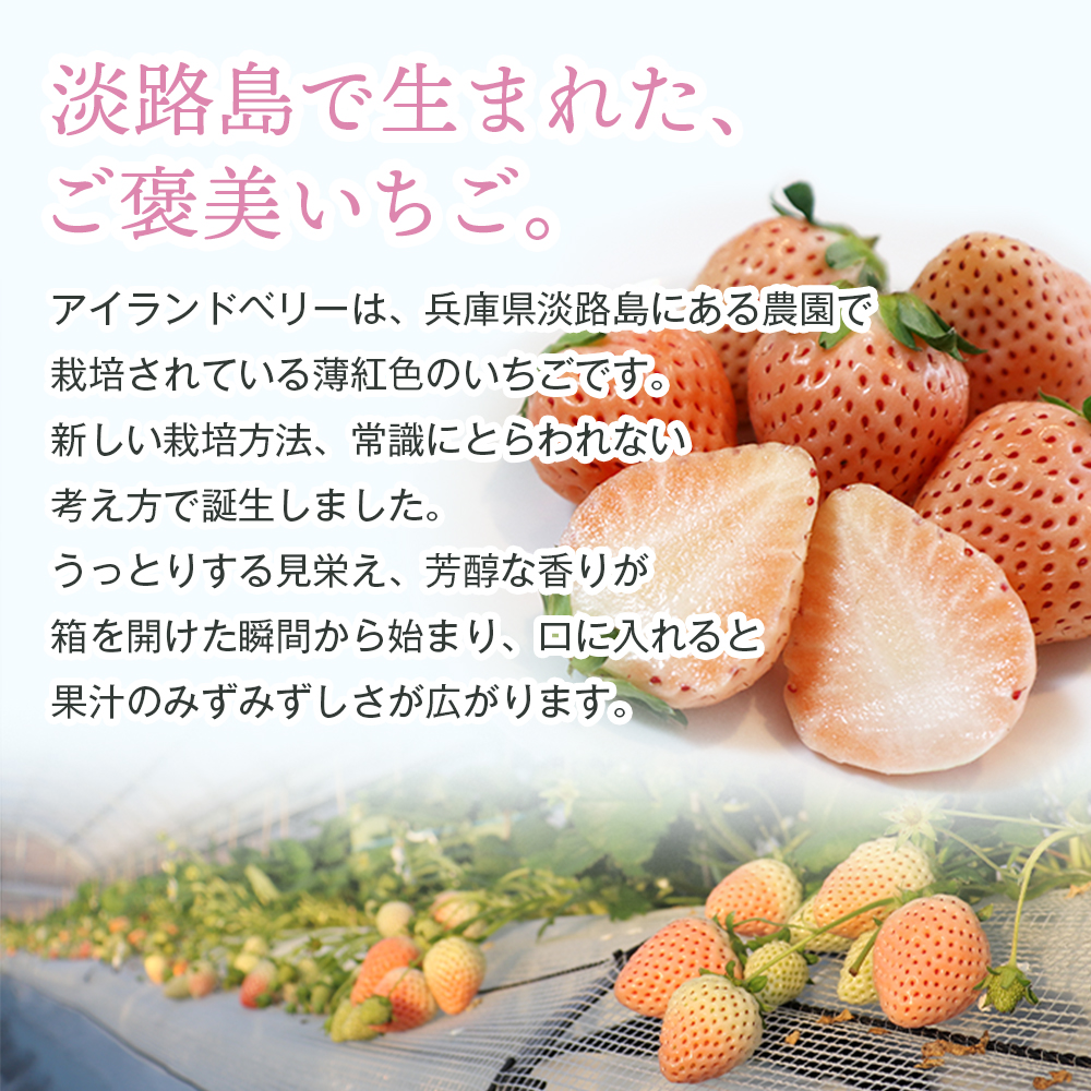 淡路島アイランドベリー　紅白いちご　淡雪/とちおとめ 2～4パック入【2027年3月発送予約受付・お届け日指定不可】　いちご