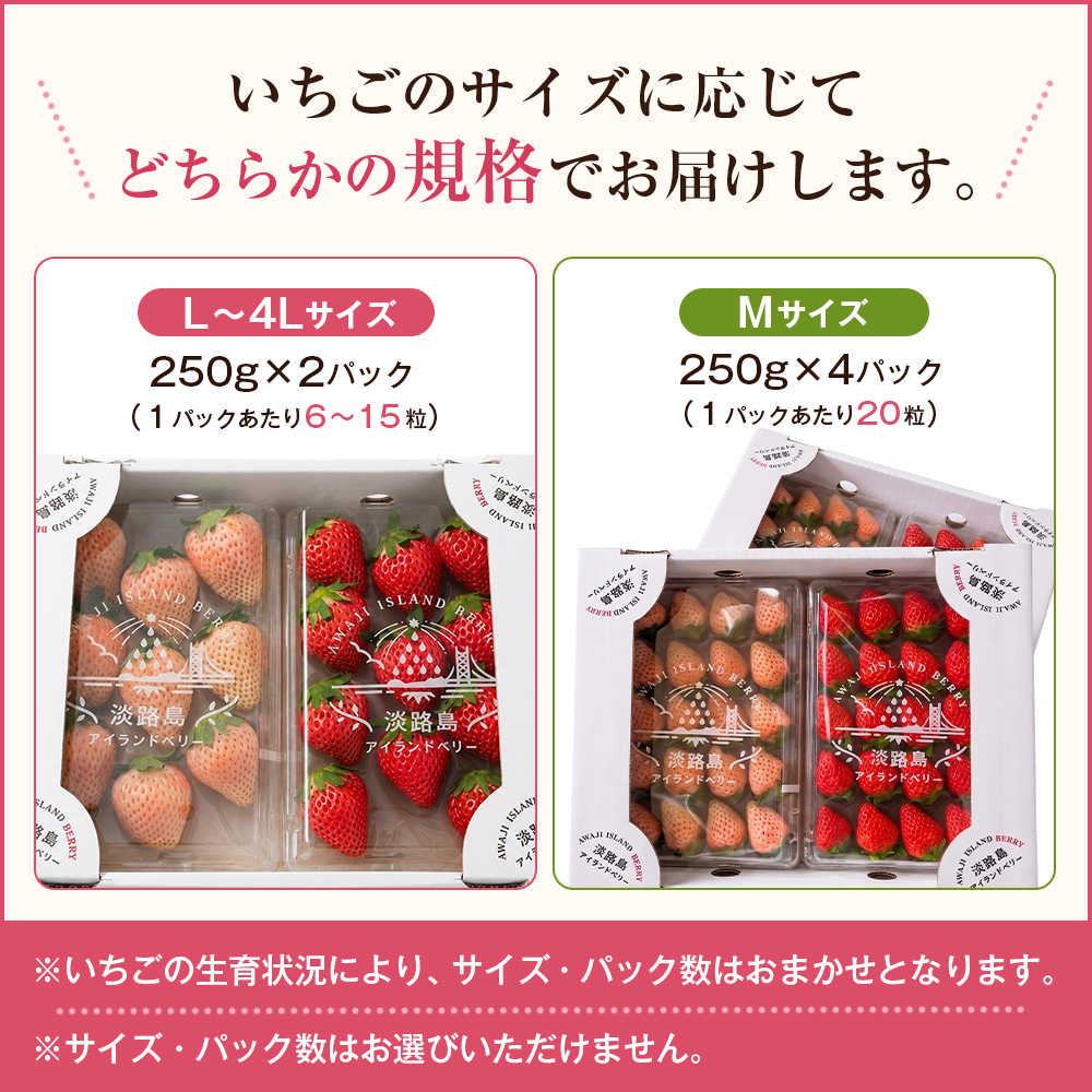 淡路島アイランドベリー　紅白いちご　淡雪/とちおとめ 2～4パック入【2027年3月発送予約受付・お届け日指定不可】　いちご