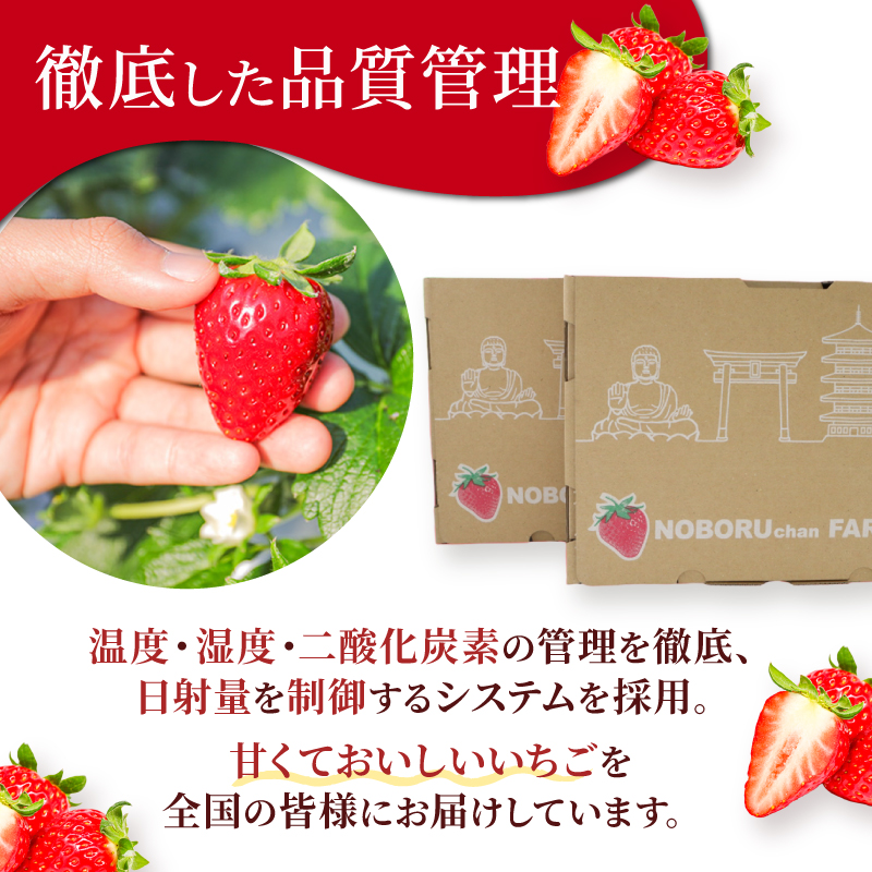 いちご ことか 約540g 約270g×2パック 古都華 先行予約 【2027年2月発送】 数量限定 選べる容量 産地直送 希少品種 旬 冷蔵 イチゴ 苺 itigo ichigo strawberry ストロベリー いちご 大粒 お取り寄せ 国産 フルーツ 果物 スイーツ 小分け ブランドいちご ふるさと納税いちご 甘い 完熟 おすすめ 贈答 プレゼント 奈良県 奈良市 のぼるちゃんファーム