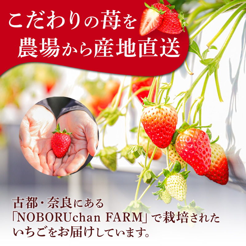 いちご ことか 約1080g 約270g×4パック 古都華 先行予約 【2027年3月発送】 数量限定 選べる容量 産地直送 希少品種 旬 冷蔵 イチゴ 苺 itigo ichigo strawberry ストロベリー いちご 大粒 お取り寄せ 国産 フルーツ 果物 スイーツ 小分け ブランドいちご ふるさと納税いちご 甘い 完熟 おすすめ 贈答 プレゼント 奈良県 奈良市 のぼるちゃんファーム