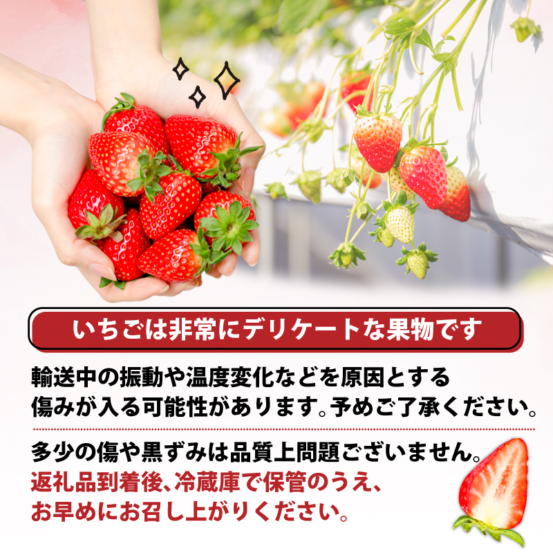 いちご ことか プレミアムセレクト 18玉以上 2パック 3Lサイズ 2027年発送 大粒 古都華 化粧箱 数量限定 苺 イチゴ 季節限定 旬 フルーツ 果物 スイーツ デザート ストロベリー 甘い 数量限定 産地直送 冷蔵 ブランド苺 奈良いちご 果肉 プレゼント ギフト 贈答 贈答品 家庭用 お祝い フレッシュ 新鮮 旬 itigo strawberry 奈良県 奈良市 なら めいとく農園 mtn003_R9