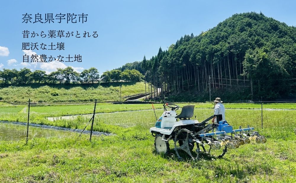 【定期便6回】【令和8年産】天真爛漫 3kg｜玄米・分づき・白米｜定期便6か月 ／ 無農薬 米 お米 こめ コメ 国産 新米 玄米 一等米 農家やまおか 有機肥料使用 農薬不使用 除草剤不使用 奈良県 宇陀市 ふるさと納税