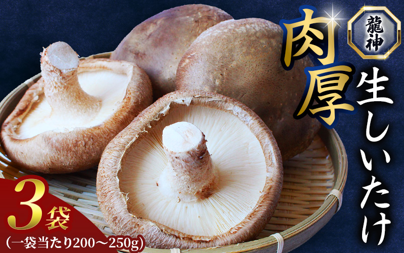 龍神マッシュの生しいたけ３袋セット / 肉厚 無農薬 菌床栽培 きのこ シイタケ 椎茸 和歌山県 田辺市【mas001】