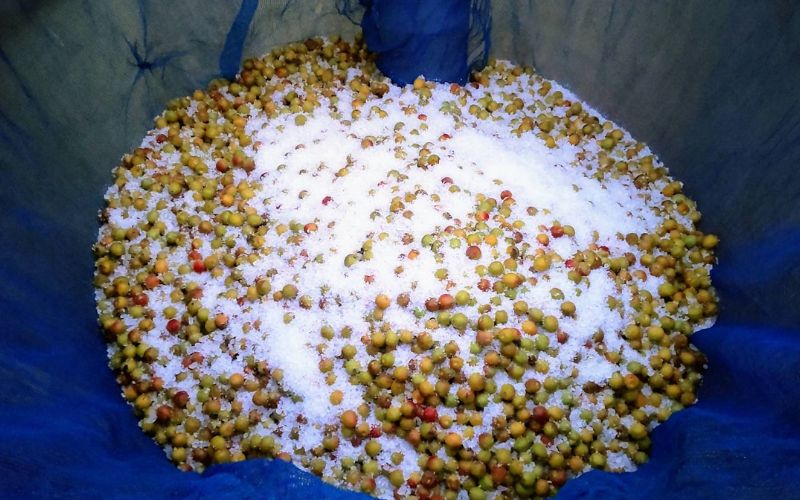【毎日ひとつぶ】 小梅 200g×2 塩分約20％ / 小梅 梅 熱中症よけ 和歌山県産梅 和歌山県 田辺市 【khu006】