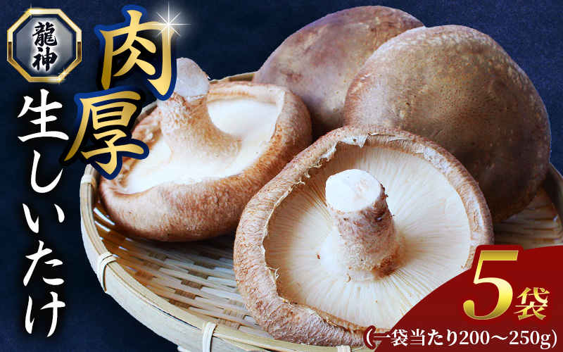 龍神マッシュの生しいたけ５袋セット / 肉厚 無農薬 菌床栽培 きのこ シイタケ 椎茸 和歌山県 田辺市【mas002】