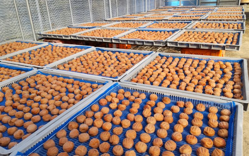 【毎日ひとつぶ】 紀州南高梅 白干し梅 200g×2 塩分約20％ / 紀州南高梅 梅 熱中症よけ 南高梅 紀州南高 和歌山県 田辺市 【khu005】
