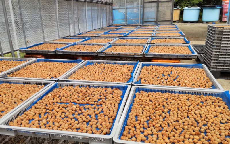 【毎日ひとつぶ】 小梅 200g×2 塩分約20％ / 小梅 梅 熱中症よけ 和歌山県産梅 和歌山県 田辺市 【khu006】