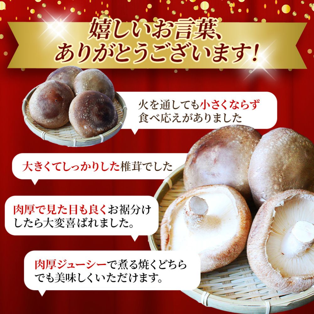 龍神マッシュの生しいたけ５袋セット / 肉厚 無農薬 菌床栽培 きのこ シイタケ 椎茸 和歌山県 田辺市【mas002】