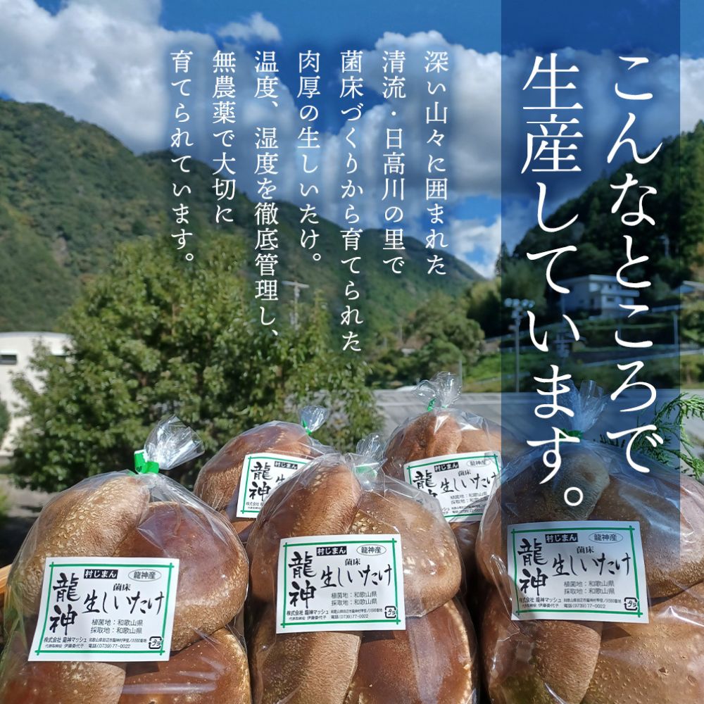 龍神マッシュの生しいたけ５袋セット / 肉厚 無農薬 菌床栽培 きのこ シイタケ 椎茸 和歌山県 田辺市【mas002】