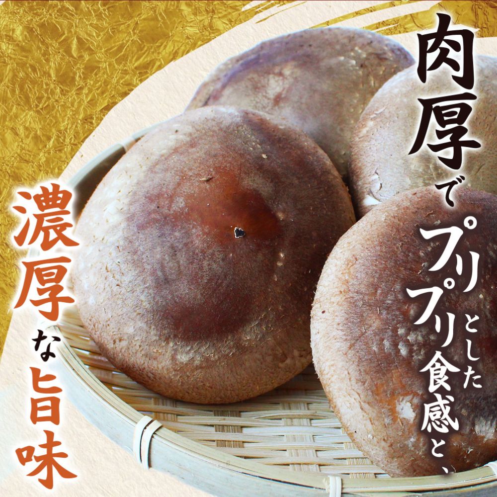 龍神マッシュの生しいたけ５袋セット / 肉厚 無農薬 菌床栽培 きのこ シイタケ 椎茸 和歌山県 田辺市【mas002】