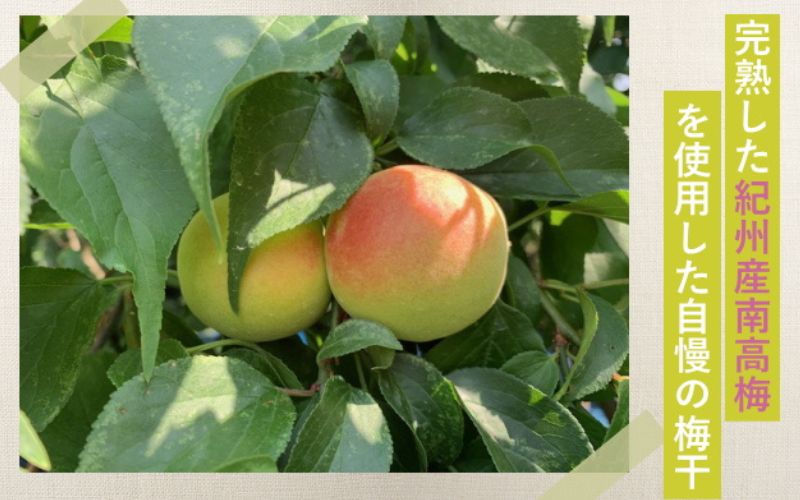 紀州南高梅 やわらか干し梅 ミックス はちみつ入り 210g×1箱 / 和歌山 和歌山県産 田辺市 南高梅 干し梅 種なし はちみつ干し梅 柔らかい干し梅 個包装【nag007】