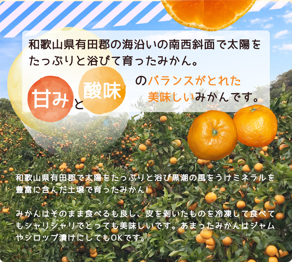 【2026年先行予約】有田みかん 訳あり 家庭用  約10kg (SS、Sサイズ)  みかん 温州みかん フルーツ 柑橘 果物 果実 ジューシー 人気 国産 食べ物 和歌山県 湯浅町 送料無料_ZJ6098