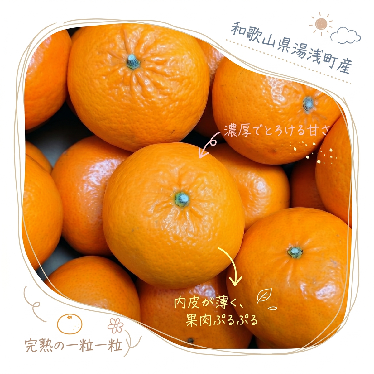 【2027年先行予約】《訳あり 家庭用》麗紅 約3kg（S～2Lサイズ混合）_EQ6003
