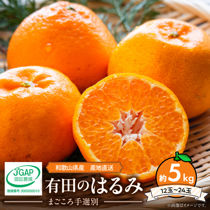 【2027年先行予約】和歌山県産 有田の はるみ 約5kg 12玉～24玉_ZE6381n