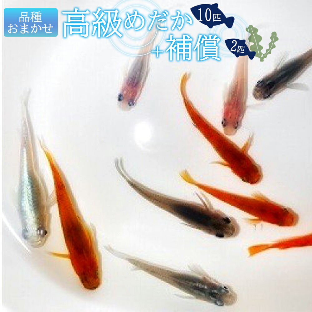 高級めだか 10匹＋補償 2匹（品種はおまかせ）_BA6001n