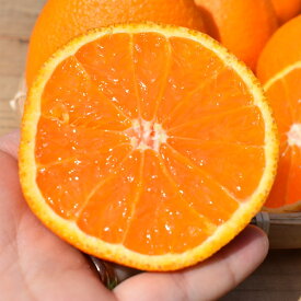 【2027年先行予約】有田の不知火(しらぬひ) 【訳あり　家庭用】約4kg（S～4Lサイズ混合）まごころ手選別_ZE6161n