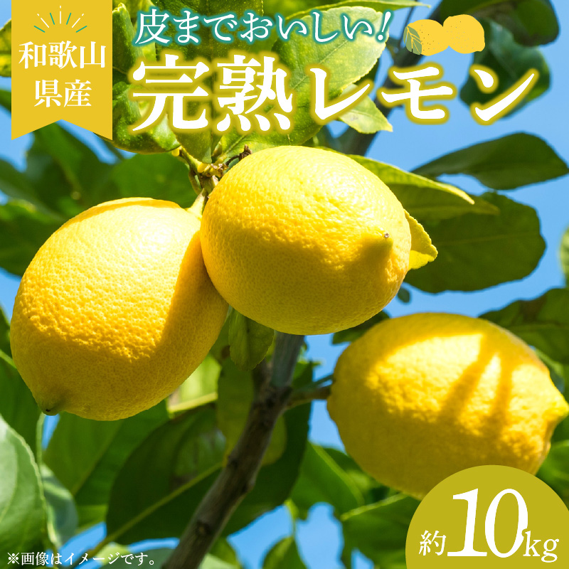 【2027年先行予約】和歌山県産 完熟 レモン 10kg 皮まで使用可能（栽培期間中農薬不使用）_EA6013