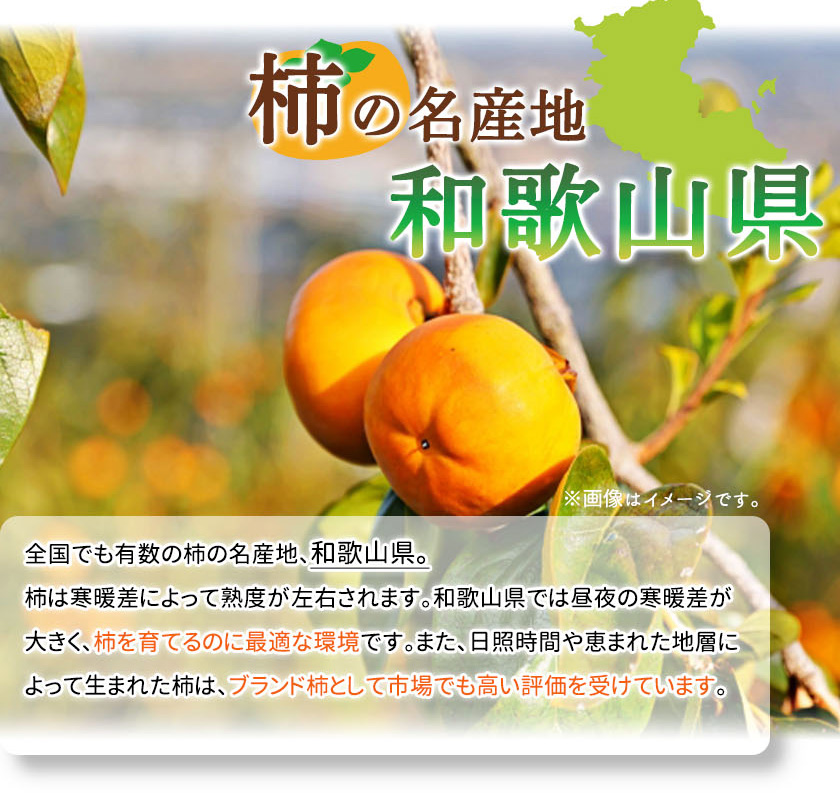 和歌山秋の味覚 富有柿 秀品 約2kg 化粧箱入_G7114