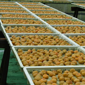 【定期便】紀州南高梅 2種の風味 テトラピロー 個包装 12個入 ×12_BL6155
