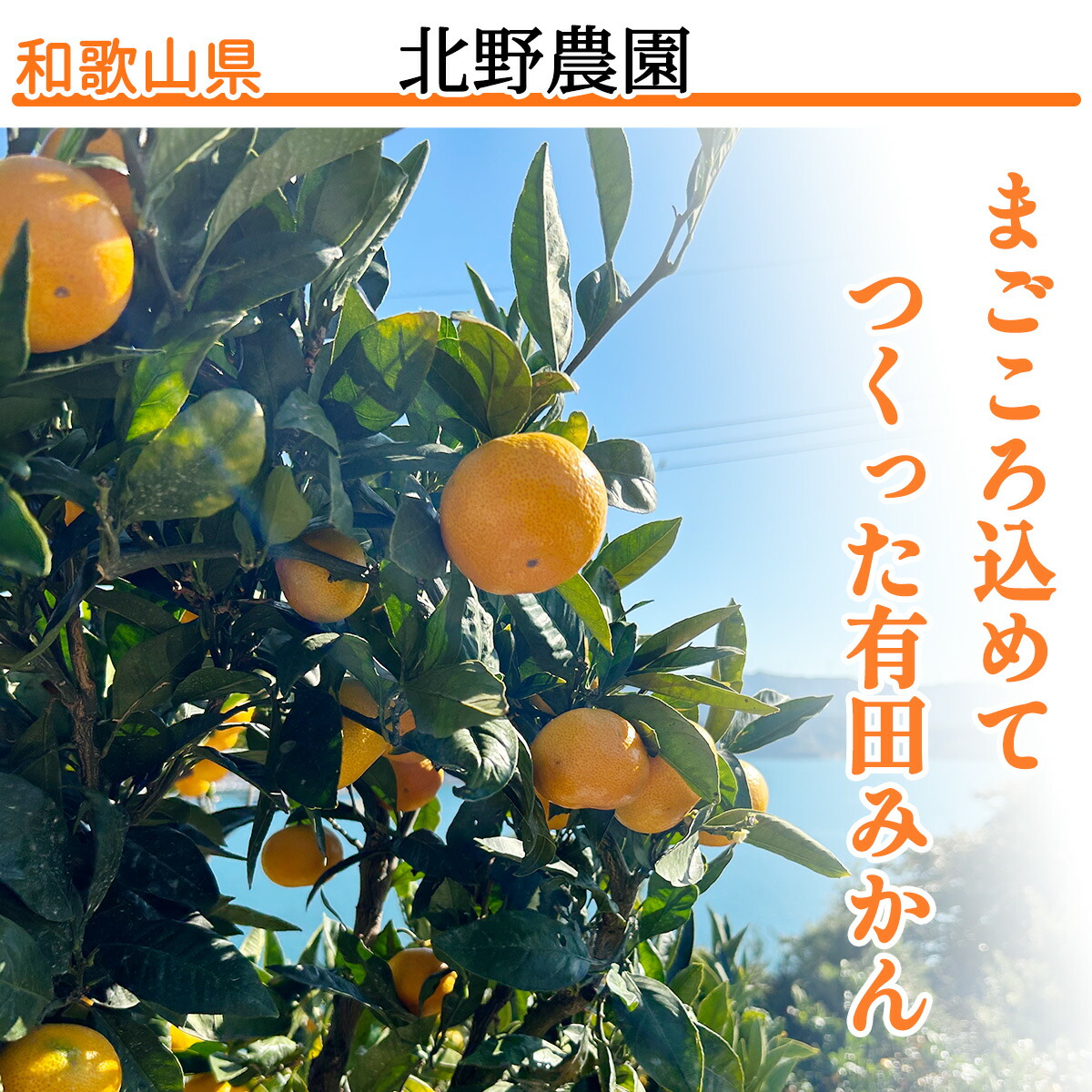 【2026年先行予約】ご家庭用 有田みかん 大玉(2L,3Lサイズ混合) 約9kg_DZ6217