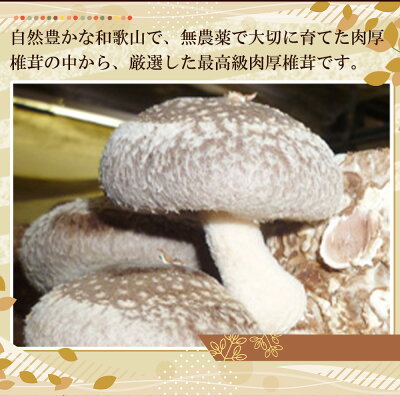 最高級 肉厚椎茸 清流椎茸 1kg (200g×5パック)_DM6003