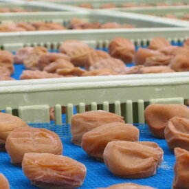【定期便】紀州南高梅 2種の風味 テトラピロー 個包装 12個入 ×12_BL6155