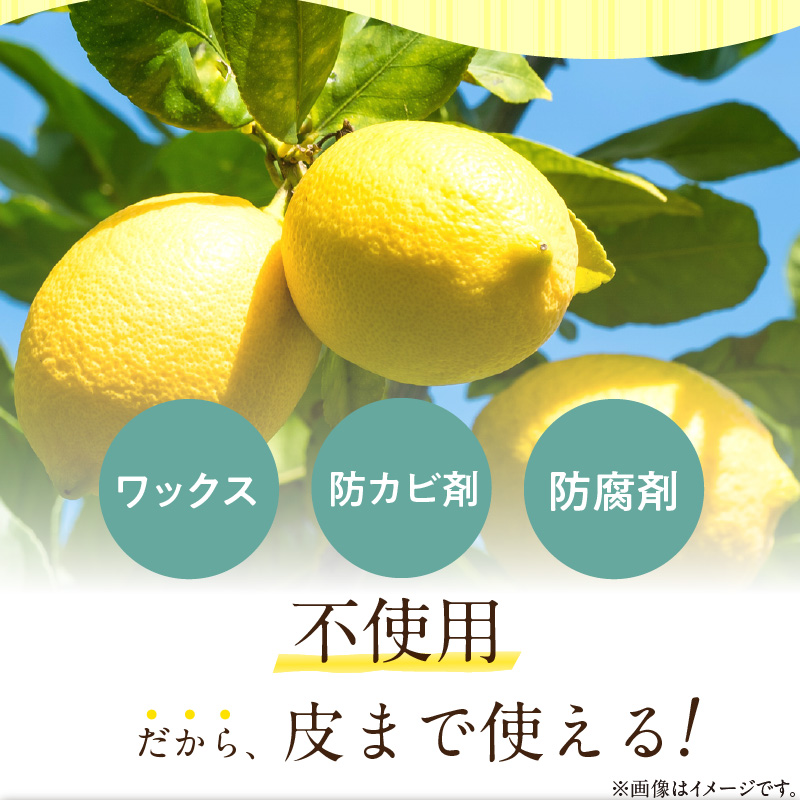 【2027年先行予約】和歌山県産 完熟 レモン 7kg 皮まで使用可能（栽培期間中農薬不使用）_EA6012n