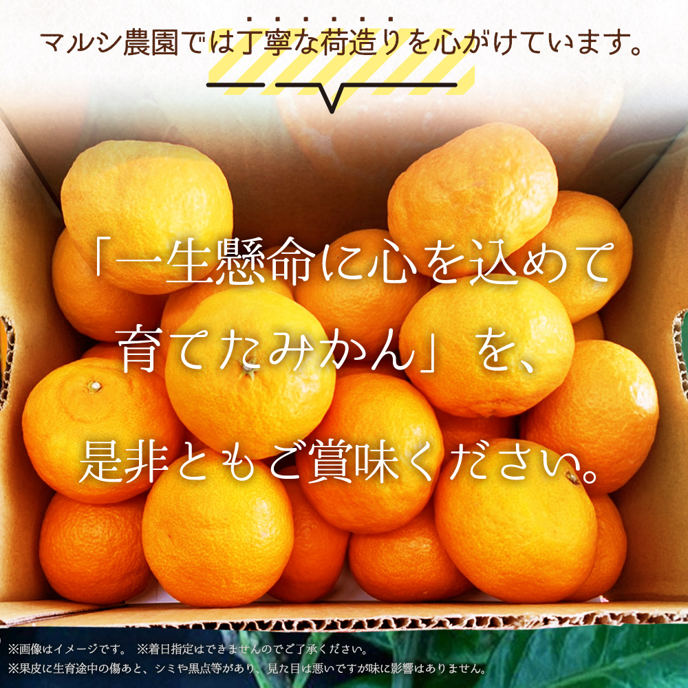 【2027年先行受付】完熟 せとか 赤秀 特選品 9～15玉 化粧箱_BF6048n