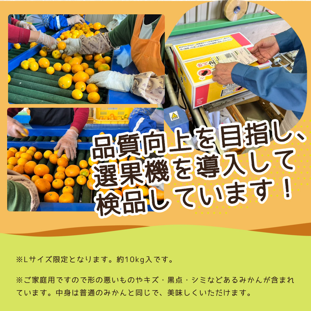 【2026年先行予約】【ご家庭用】和歌山 有田みかん 約10kg Lサイズ【湯浅町】_ZJ6091